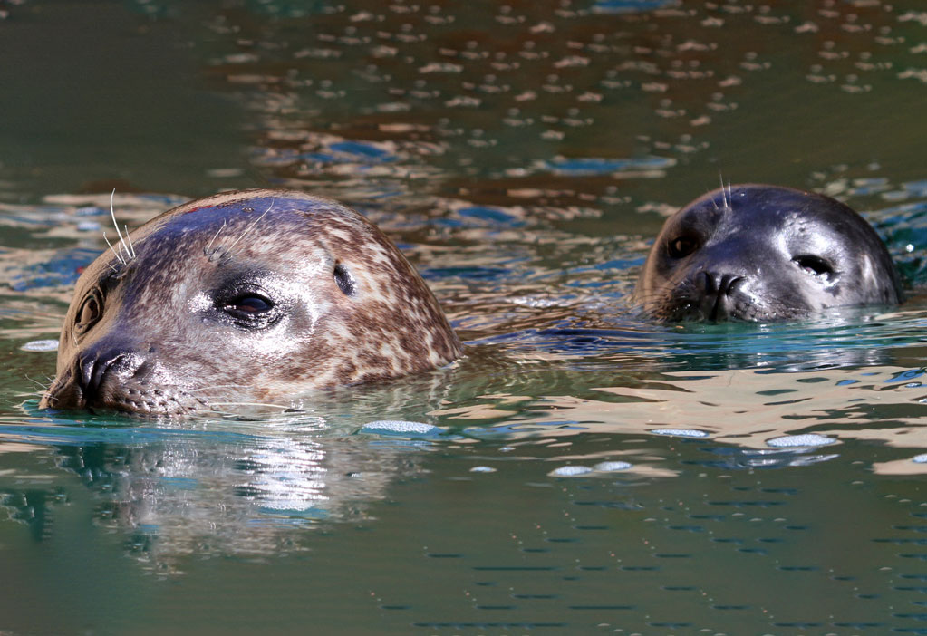 Seals - Long Island Aquarium