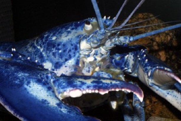 Crab Villa/Ocean Creatures of the World- Long Island Aquarium