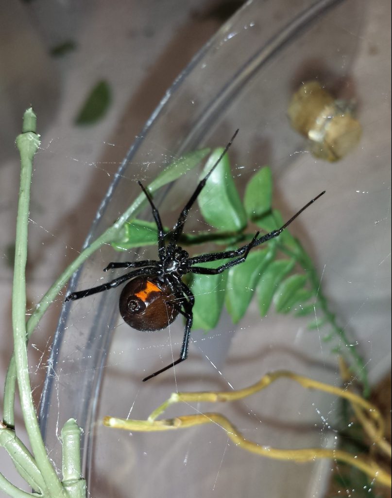 Black Widow