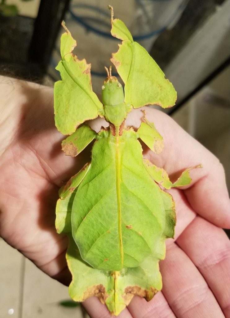 Leaf Insect