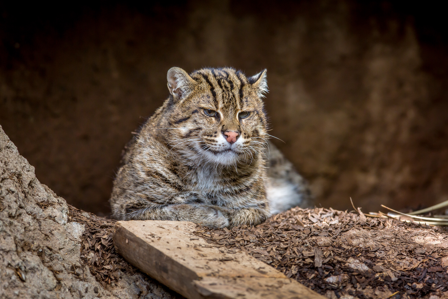 Fishing Cat Looking Down