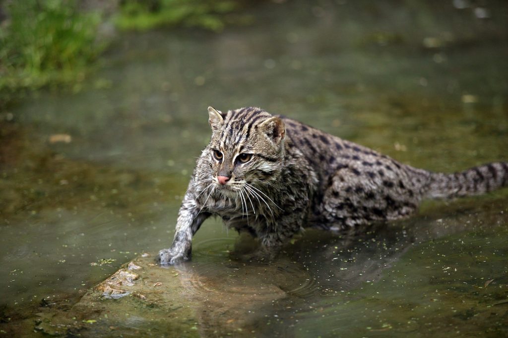 Fishing Cat in Water