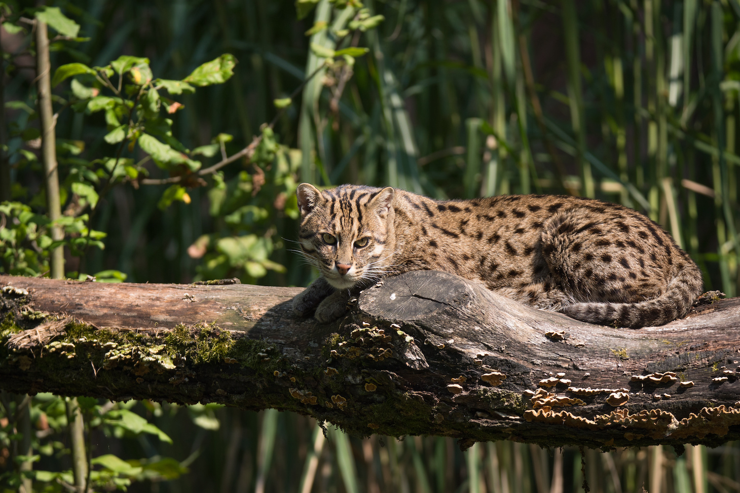 Fishing Cat on Log