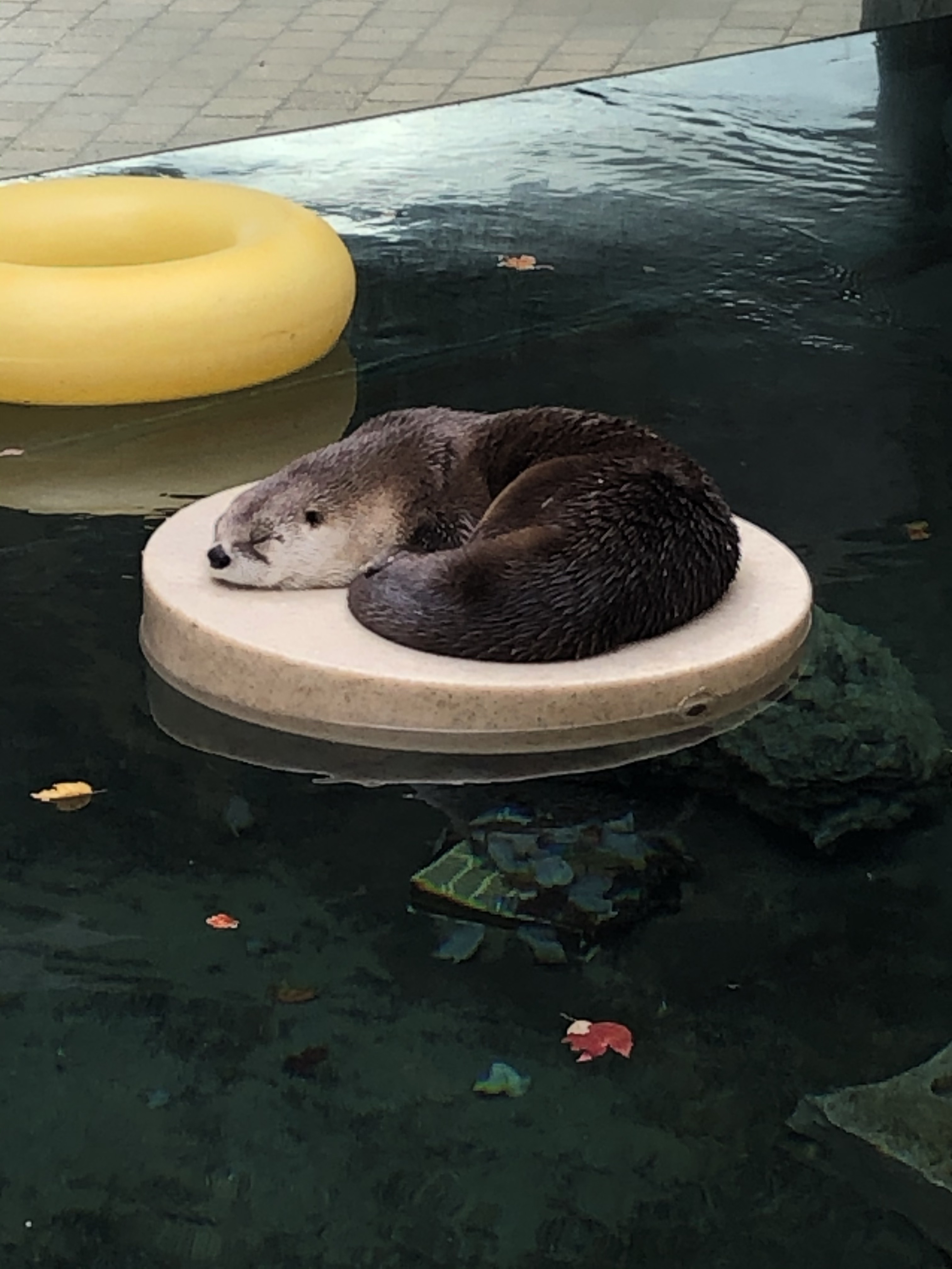 otter oasis swim raft