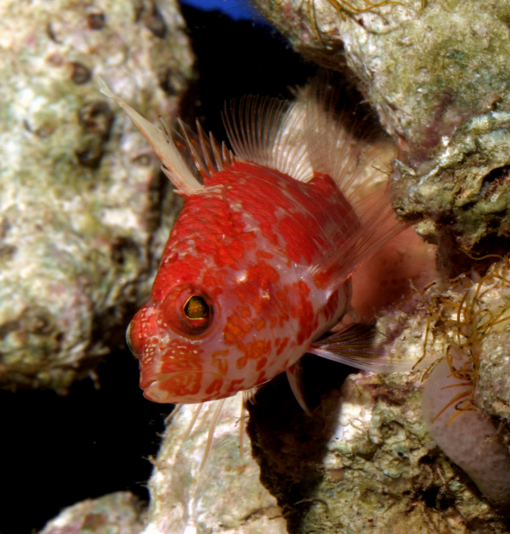 hawkfish