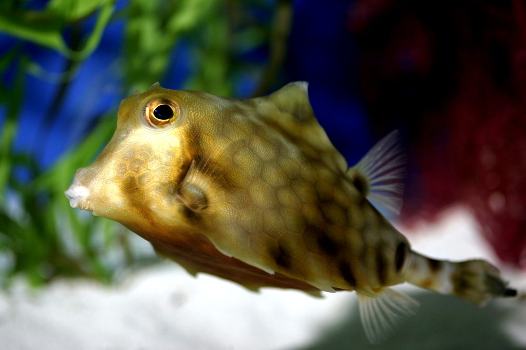 Puffer Fish Exhibit - Long Island AquariumLong Island Aquarium